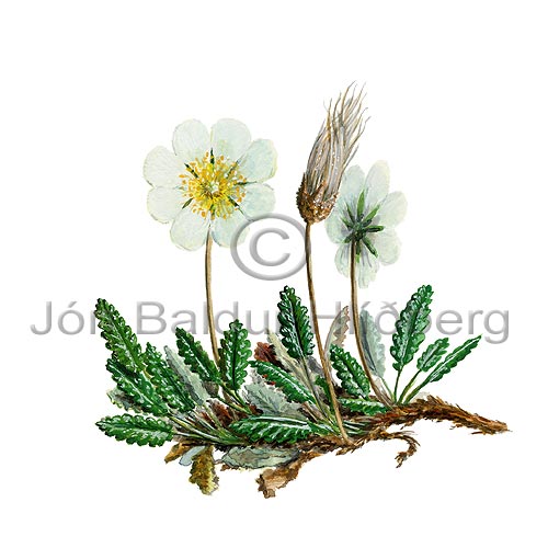 Mountain Avens - Dryas octopetala - Dicotyledonous - Rosaceae