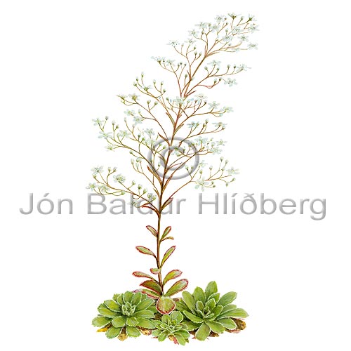 Pyramidal Saxifrage - Saxifraga cotyledon - Dicotyledonous - Saxifragaceae