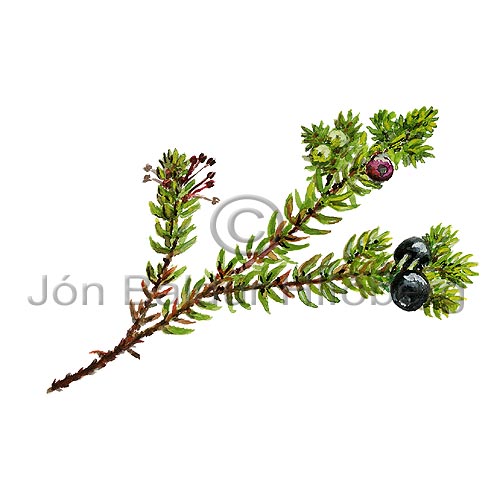 Crowberry - Empetrum nigrum - Dicotyledonous - Empetraceae