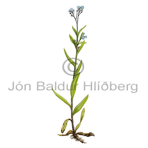 Field Forget-me-not - Myosotis arvensis - Dicotyledonous - Borginaceae