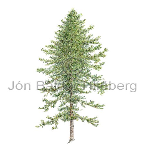 Douglas fir - Pseudotsuga menziesii - Monocotyledones - Pinaceae