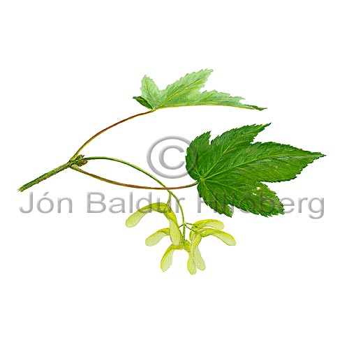 Sycamore Maple - Acer pseudoplatanus - Dicotyledonous - Aceraceae