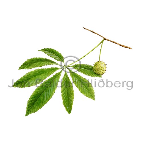 Common Horse Chestnut - Aesculus hippocastanum - Dicotyledonous - Hippocastanaceae
