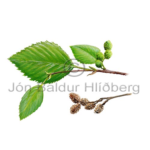 Alder - Alnus - Dicotyledonous - Betulaceae