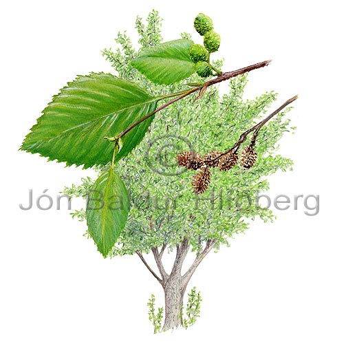 Alder - Alnus - Dicotyledonous - Betulaceae