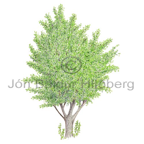 Alder - Alnus - Dicotyledonous - Betulaceae