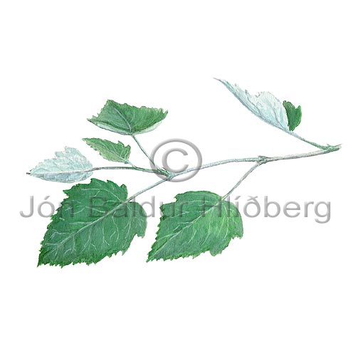 -Aspen - Populus x canescens - Dicotyledonous - Salicaceae