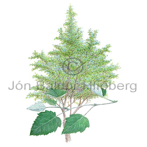 -Aspen - Populus x canescens - Dicotyledonous - Salicaceae