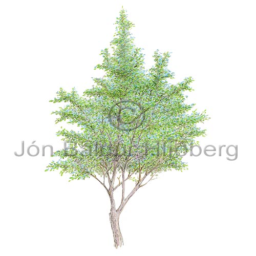 -Aspen - Populus x canescens - Dicotyledonous - Salicaceae