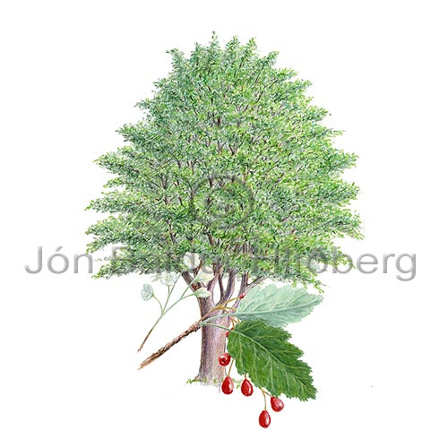 Swedish Whitebeam - Sorbus intermedia - Dicotyledonous - Rosaceae