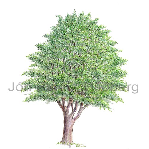 Silfurreynir - Sorbus intermedia - tvikimblodungar - Rsatt