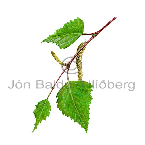 Common Silver Birch - Betula pendula - Dicotyledonous - Betulaceae