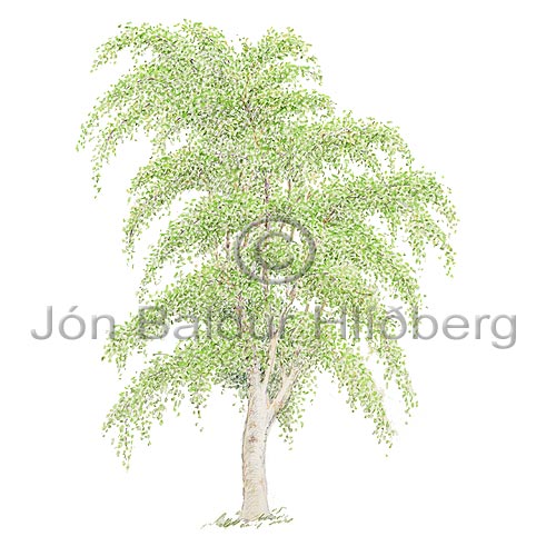 Common Silver Birch - Betula pendula - Dicotyledonous - Betulaceae