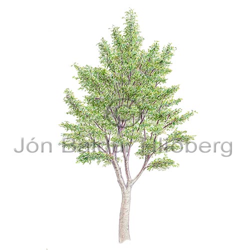 Mountain Ash, Rowan - Sorbus acuparia - Dicotyledonous - Rosaceae