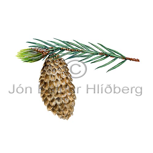 Sitka spruce - Picea sitchensis - Monocotyledones - Pinaceae