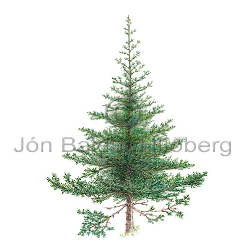 Sitkagreni - Picea sitchensis - tvikimblodungar - allartt