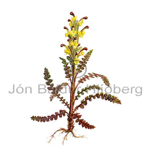 Flame-tipped Louseworth Upright lousewort - Pedicularis flammea - Dicotyledonous - Scrophulariaceae