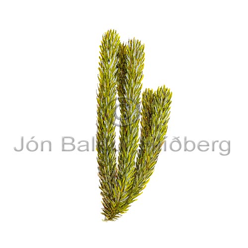 Fir Clubmoss - Huperzia selago - Ferns - Huperziaceae