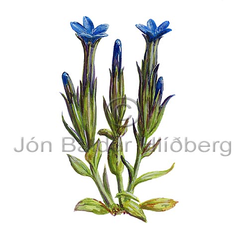 Snow Gentian - Gentiana nivalis - Dicotyledonous - Gentianaceae