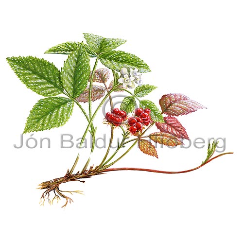 Hrtaber - Rubus saxatilis - tvikimblodungar - Rsatt