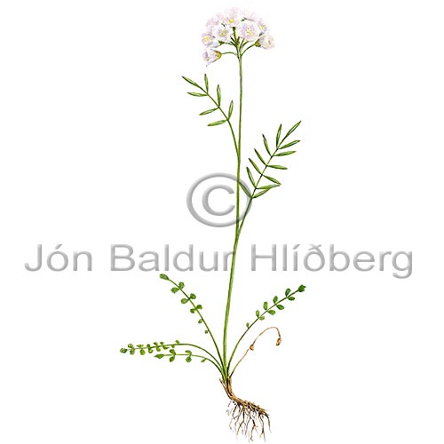 Laydy Smock - Cardamine nymanii - Dicotyledonous - Cruciferae