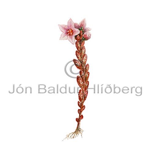 Hairy Stonecrop - Sedum villosum - Dicotyledonous - Crassulaceae