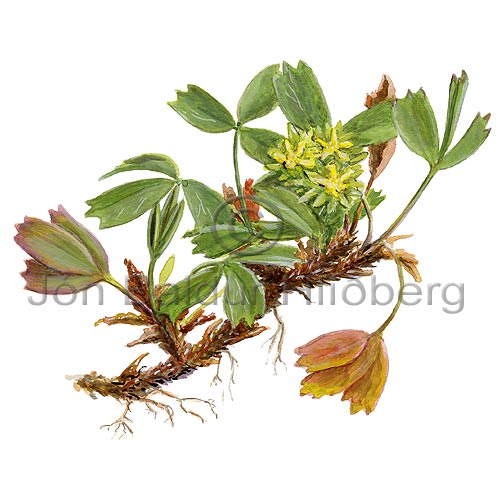 Creeping Sibbaldia - Sibbaldia procumbens - Dicotyledonous - Rosaceae