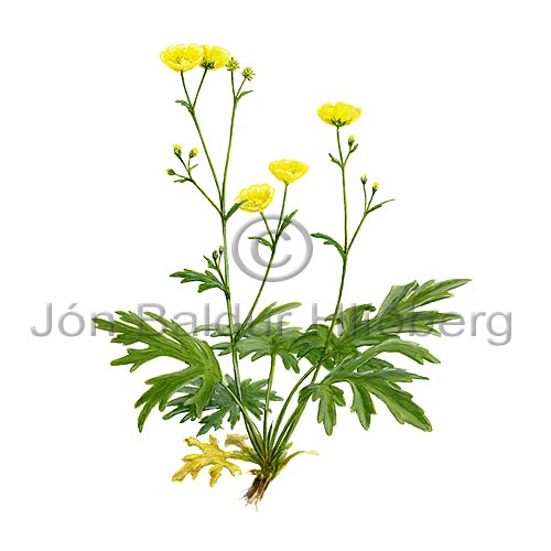 Meadow buttercup - Ranunculus acris - Dicotyledonous - Ranunculaceae