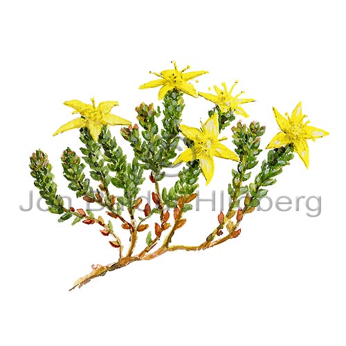 Wall-pepper - Sedum acre - Dicotyledonous - Crassulaceae