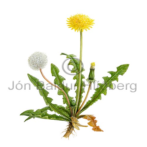 Dandelion - Taraxum spp - Dicotyledonous - Asteraceae