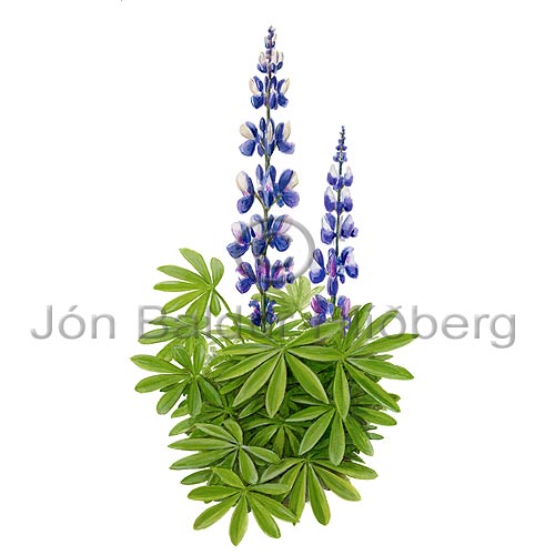 Alaska Lupin - Lupinus nootkatensis - Dicotyledonous - Fabaceae
