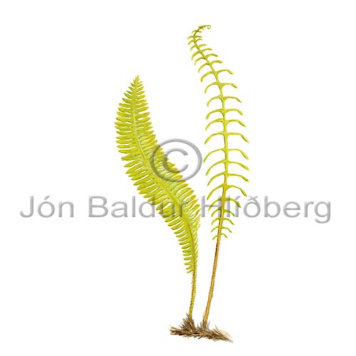 Hard Fern - Blechnum spicant - Ferns - Blechnaceae