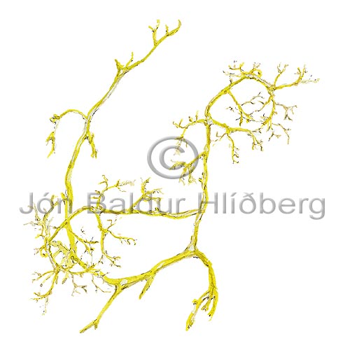 -Lichen - Cornicularia aculeata - otherplants - Lichenes