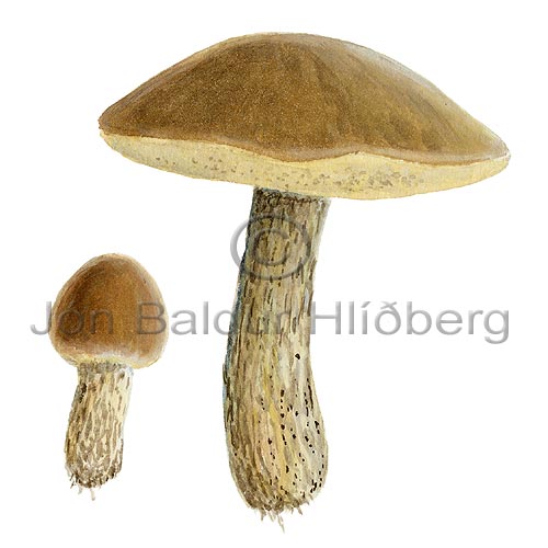 Brown Birch Boletus - Leccinium scabrum - otherplants - Fungi