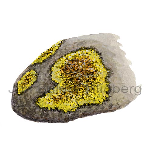 lichen - Rhizocarpon geographicum - otherplants - Lichenes