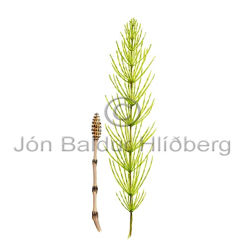 Field Horsetail - Equisetum arvense - Ferns - Equisetaceae