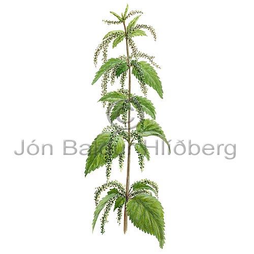 Greater Stinging Nettle /Common Nettle - Urtica dioeca - Dicotyledonous - urticaceae