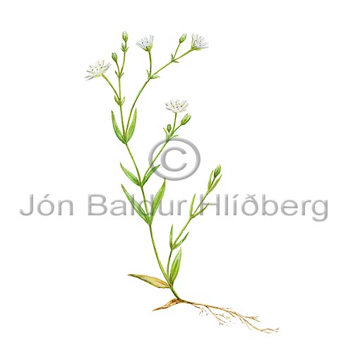 Lesser Stitchwort - Stellaria graminea - Dicotyledonous - Caryophyllaceae