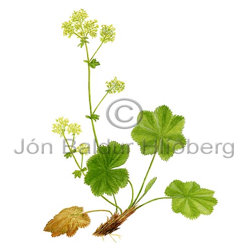 Ladys mantel - Alchemilla vulgaris - Dicotyledonous - Rosaceae