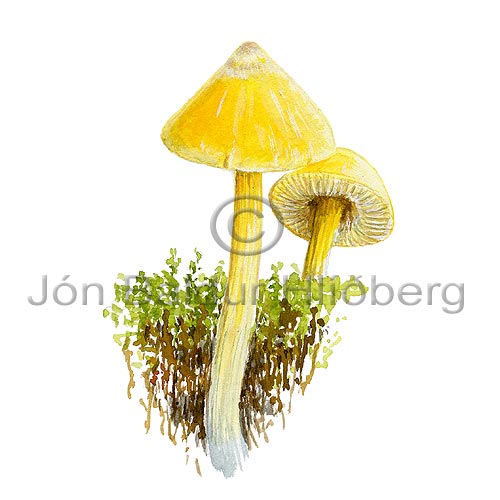  conical waxcap -  Hygrocybe conica - otherplants - Fungi
