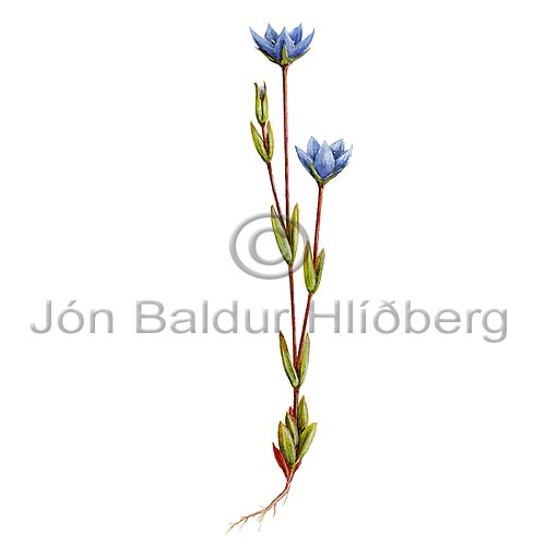 Warsh Felwort - Lomatogonium rotatum - Dicotyledonous - Gentianaceae