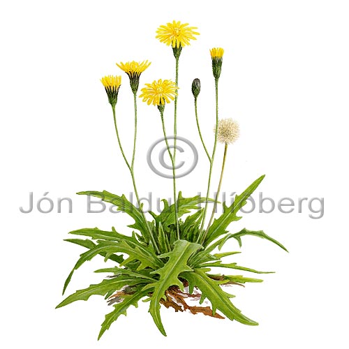 Autumn Hawkbit - Leodonton autumnalis - Dicotyledonous - Asteraceae