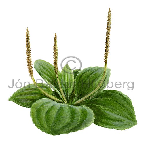 Greater Broad-leaved Plantain - Plantago major - Dicotyledonous - Plantaginaceae