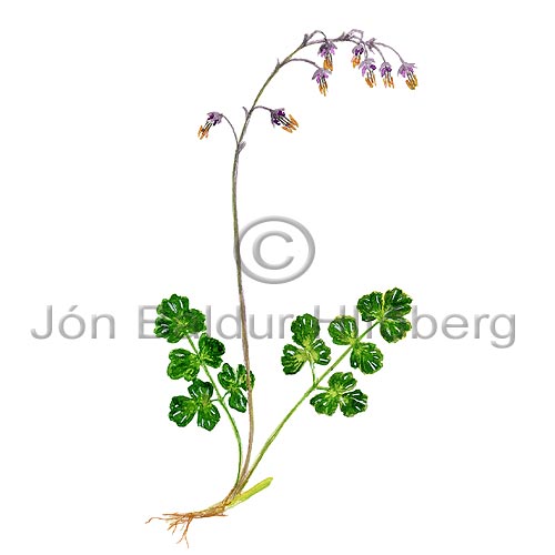 Alpine Meadowrue / Mountainrue - Thalictrum alpinum - Dicotyledonous - Ranunculaceae