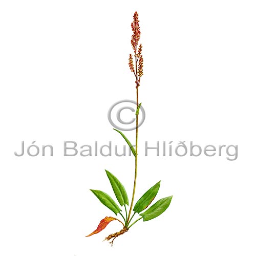 Common Sorrel - Rumex acetosa - Dicotyledonous - Polygonacea