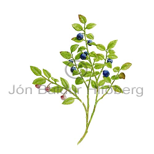 Bilberry / Wortelberry - Vaccinium myrtillus - Dicotyledonous - Ericaceae