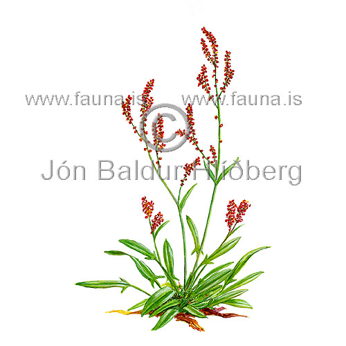 Sheeps sorell / Narrow-leaved sorrell - Rumex acetosella - Dicotyledonous - Velji subcategory