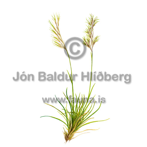 Blvingull - Festuca viviparia - einkimblodungar - Grasatt