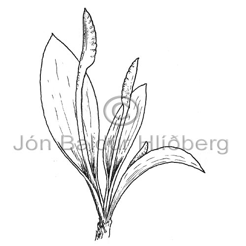 Adders Tounge - Ophioglossum azoricum - Ferns - Ophioglossaceae