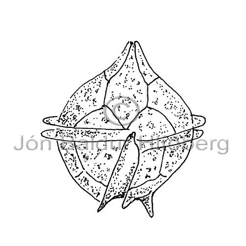 Dinophyceae - Protoperidium pellucidum - Algae - Dinophyceae